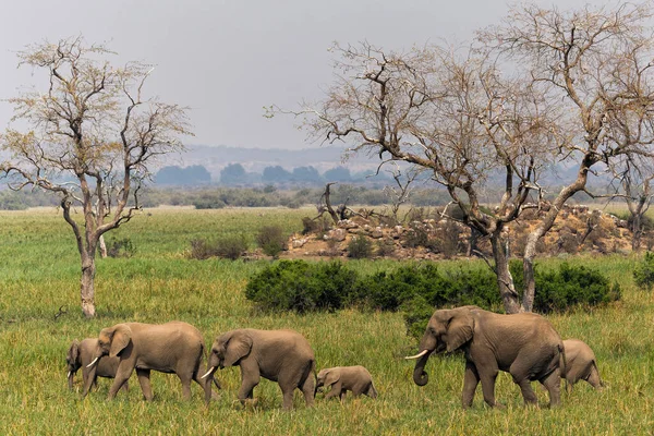 Uma Família Elefantes Marchando Para Área Pântano Mashatu Game Reserve — Fotografia de Stock