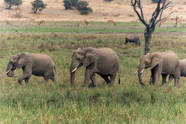 Een Olifantenfamilie Marcheert Naar Het Moerasgebied Het Wildreservaat Mashatu Het — Stockfoto