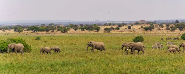 Elephant Family Marching Marsh Area Mashatu Game Reserve Tuli Block — Stock Photo, Image