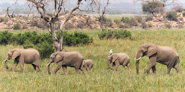 Uma Família Elefantes Marchando Para Área Pântano Mashatu Game Reserve — Fotografia de Stock