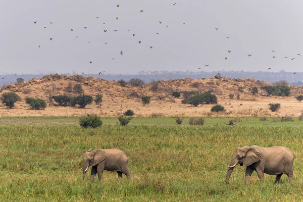 Uma Família Elefantes Marchando Para Área Pântano Mashatu Game Reserve — Fotografia de Stock