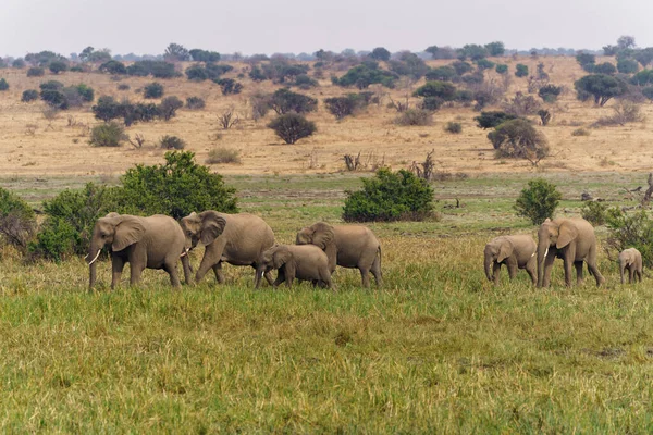 前往博茨瓦纳土利地块Mashatu野生动物保护区沼泽地的大象家庭 — 图库照片