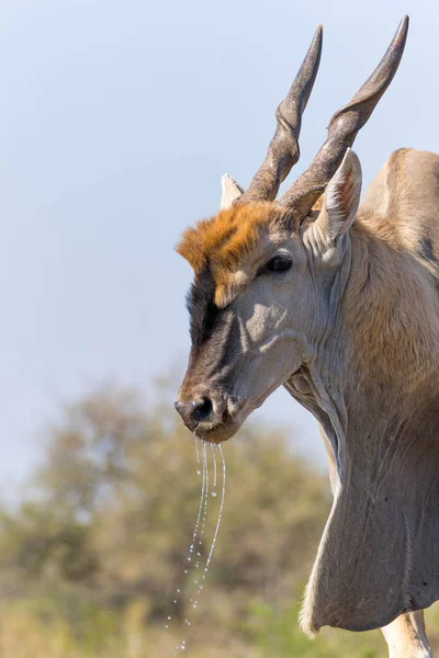 Gewone Elandantilope Taurotragus Oryx Stier Komt Voor Een Drankje Bij — Stockfoto