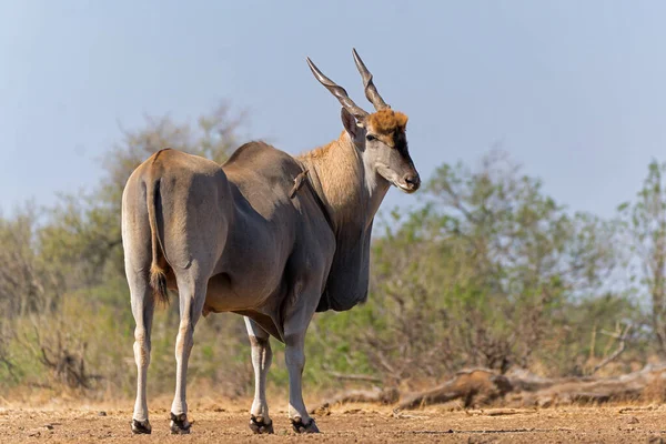 Κοινή Eland Αντιλόπη Taurotragus Oryx Ταύρος Έρχεται Για Ένα Ποτό — Φωτογραφία Αρχείου