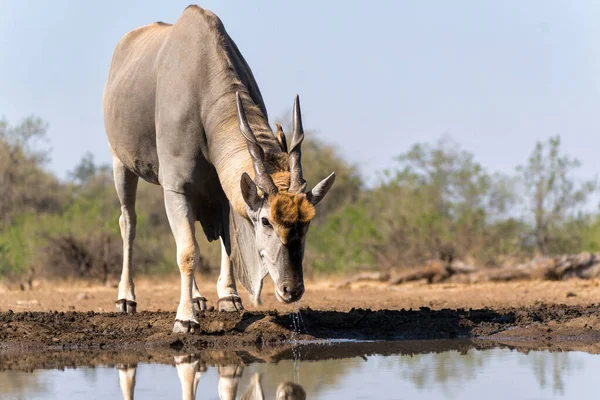 Antelope Tanah Umum Taurotragus Oryx Bull Comming Untuk Minum Sebuah — Stok Foto