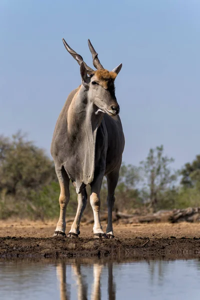 Gewone Elandantilope Taurotragus Oryx Stier Komt Voor Een Drankje Bij — Stockfoto