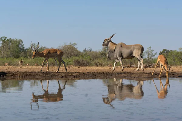 Antelope Tanah Umum Taurotragus Oryx Bull Comming Untuk Minum Sebuah — Stok Foto