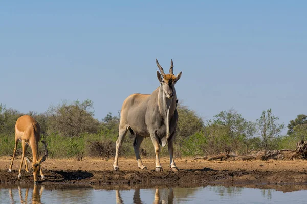 Der Bulle Taurotragus Oryx Kommt Zum Trinken Ein Wasserloch Mashatu — Stockfoto