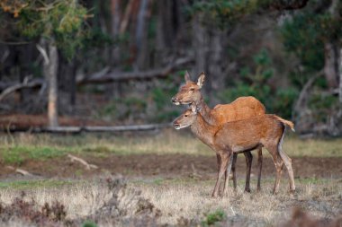 Hollanda 'daki Ulusal Park Hoge Veluwe' de çiftleşme mevsiminde kızıl geyik ve buzağı.