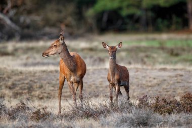 Hollanda 'daki Ulusal Park Hoge Veluwe' de çiftleşme mevsiminde kızıl geyik ve buzağı.