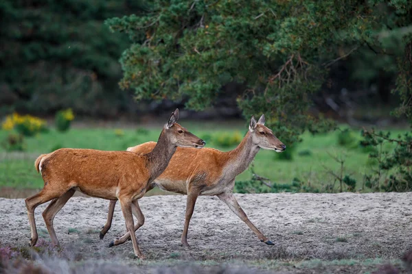 Red deer female and calf in rutting season in National Park Hoge Veluwe in the Netherlands