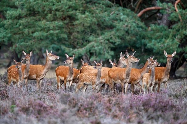 Ciervo Rojo Hembra Ternera Temporada Celo Parque Nacional Hoge Veluwe — Foto de Stock