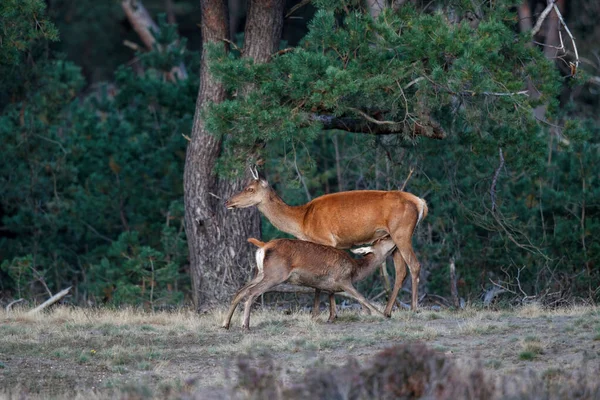 네덜란드의 호지볼 루에에 안개낀 계절에 새끼는 어미에게서 빨아먹는다 — 스톡 사진