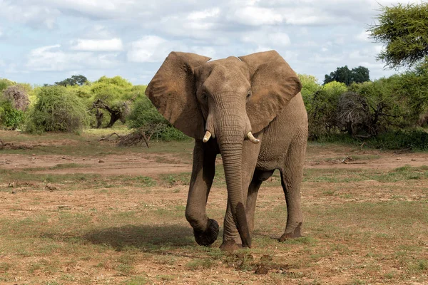 Elefante Caminhando Mashatu Game Reserve Bloco Tuli Botsuana — Fotografia de Stock