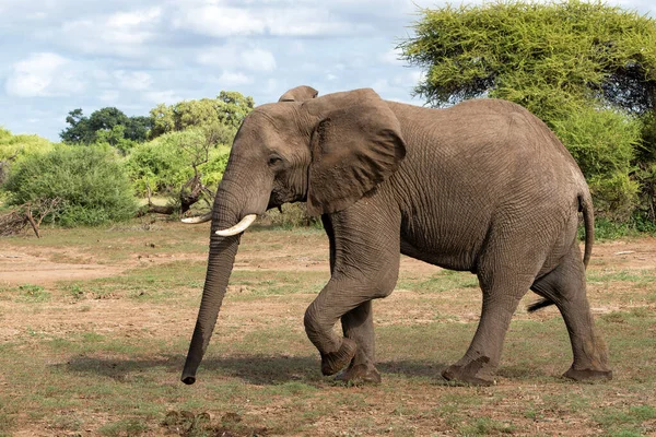 Elefante Caminhando Mashatu Game Reserve Bloco Tuli Botsuana — Fotografia de Stock