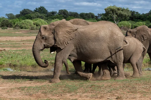 Olifant Kudde Wandelen Het Groene Seizoen Mashatu Game Reserve Het — Stockfoto