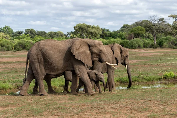 Manada Elefantes Caminando Temporada Verde Reserva Caza Mashatu Bloque Tuli — Foto de Stock