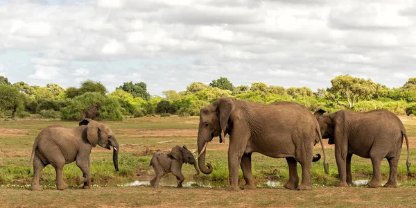 Olifant Kudde Wandelen Het Groene Seizoen Mashatu Game Reserve Het — Stockfoto