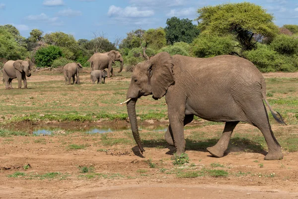 Manada Elefantes Caminando Temporada Verde Reserva Caza Mashatu Bloque Tuli — Foto de Stock