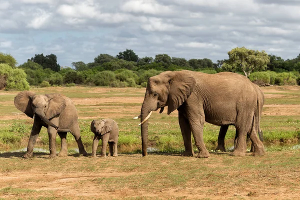 Elephant Herd Walking Green Season Mashatu Game Reserve Tuli Block Stock Image