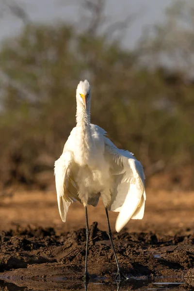 Velké Bílé Volavky Ardea Alba Brodící Vodní Díře Rezervaci Mashatu — Stock fotografie