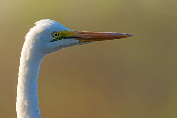 Grande Torre Branca Ardea Alba Percorrendo Buraco Água Mashatu Reserva — Fotografia de Stock