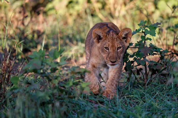 Lwiątko Kręci Się Mashatu Game Reserve Bloku Tuli Botswanie — Zdjęcie stockowe