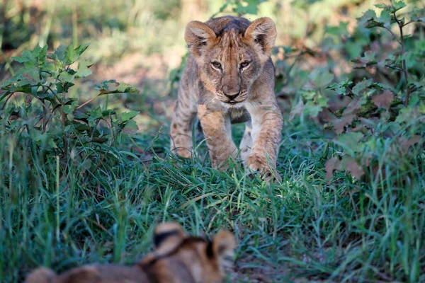 Lion Cub Hanging Mashatu Game Reserve Tuli Block Botswana — Stock Photo, Image