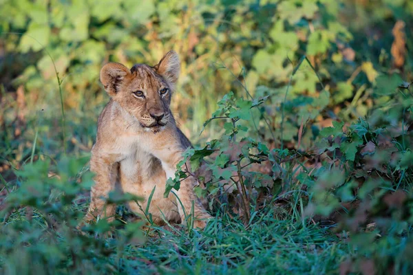 Filhote Leão Pendurado Mashatu Game Reserve Bloco Tuli Botsuana — Fotografia de Stock