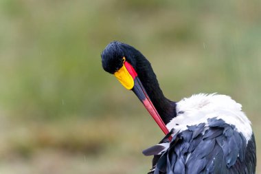 Kenya 'daki Masai Mara Ulusal Rezervi' nde yağmurda duran Ephippiorhynchus senegalensis adlı eyer gagalı leyleğin portresi.