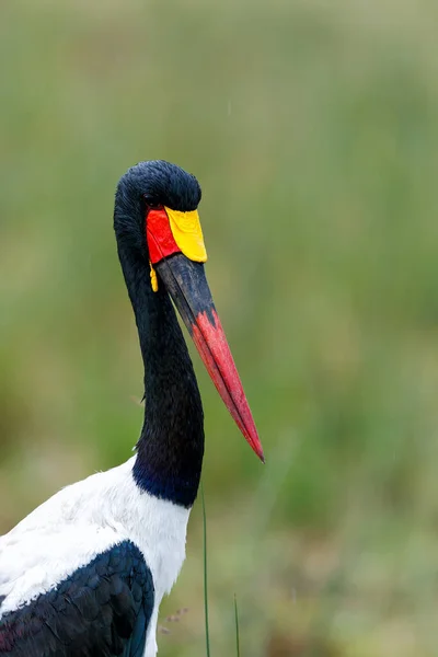 Portrait Saddle Billed Stork Saddlebill Ephippiorhynchus Senegalensis Standing Rain Masai — Φωτογραφία Αρχείου