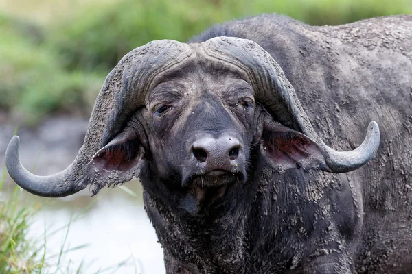 Banteng Old Affrican Buffalo Syncerus Caffer Berdiri Sebuah Mata Air — Stok Foto