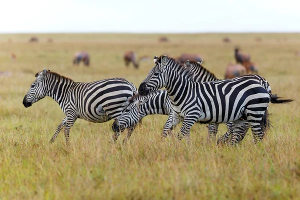 ケニアのMasai Maraゲームリザーブのサバンナで実行されているZebraファミリー — ストック写真