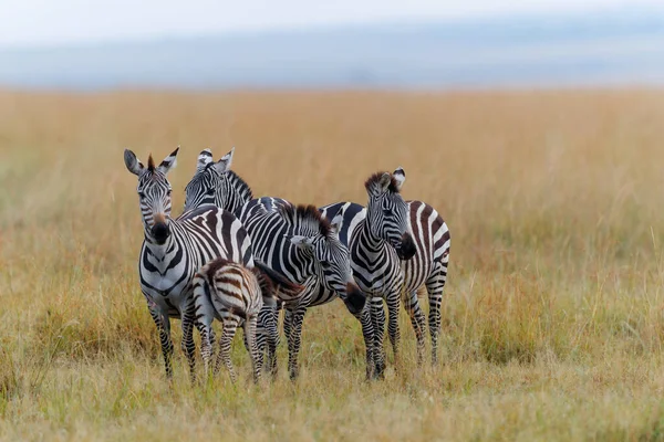 Zèbre Debout Sur Savane Réserve Chasse Masai Mara Kenya — Photo