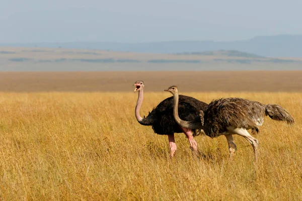 Ostrich Struthio Camelus Αρσενικό Προσπαθεί Εντυπωσιάσει Τις Οικογένειες Στις Πεδιάδες — Φωτογραφία Αρχείου