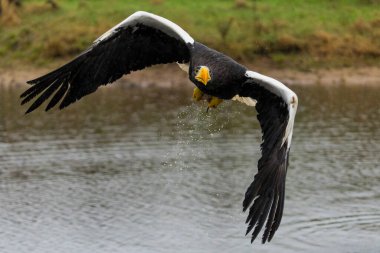 Steller 'in deniz kartalı (Haliaeetus pelagicus) küçük bir gölde balık tutuyor.                                    