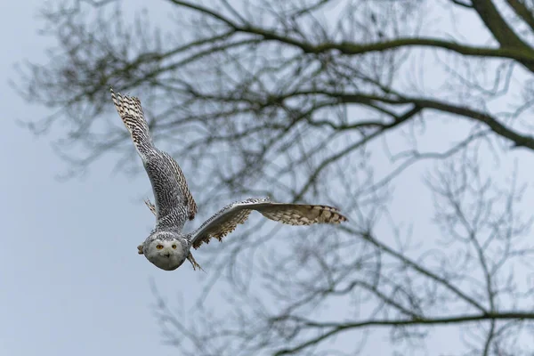 Snöuggla Bubo Scandiacus Flyger Lätt Snöig Dag Nederländerna — Stockfoto