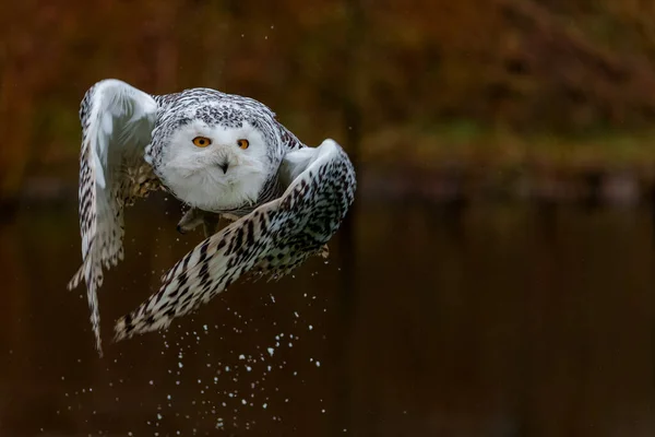 Gufo Delle Nevi Bubo Scandiacus Che Vola Una Leggera Giornata — Foto Stock