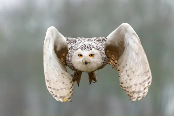 Snowy Owl Bubo Scandiacus Létání Mírného Sněhového Dne Nizozemsku — Stock fotografie