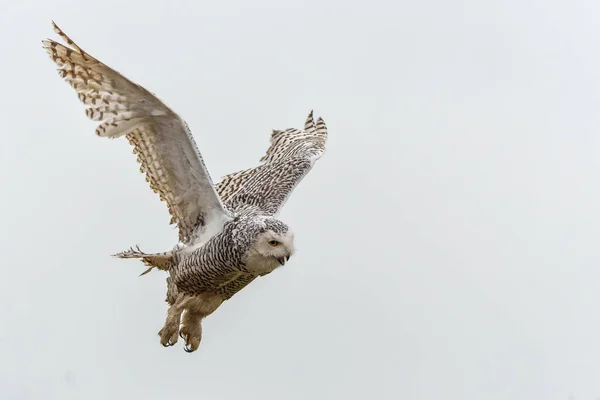 Снежная Сова Bubo Scandiacus Летит Легкий Снежный День Нидерландах — стоковое фото