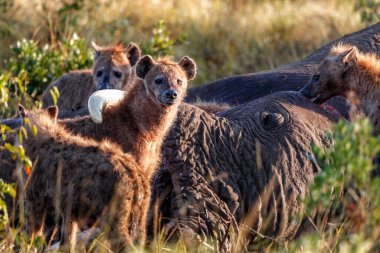Kenya 'daki Masai Mara Ulusal Rezervi' nde yaşlı bir erkek filin leşini yiyen bir sırtlan tespit edildi.