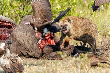 Kenya 'daki Masai Mara Ulusal Rezervi' nde yaşlı bir erkek filin leşini yiyen benekli sırtlan ve akbabalar.