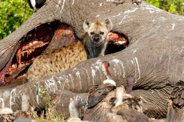 Kenya 'daki Masai Mara Ulusal Rezervi' nde yaşlı bir erkek filin leşini yiyen benekli sırtlan ve akbabalar.