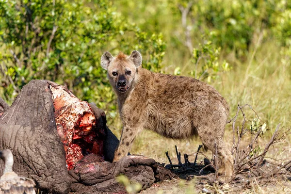Spotted Hyena Vultures Eating Carcass Old Male Elephant Masai Mara — Stock Photo, Image