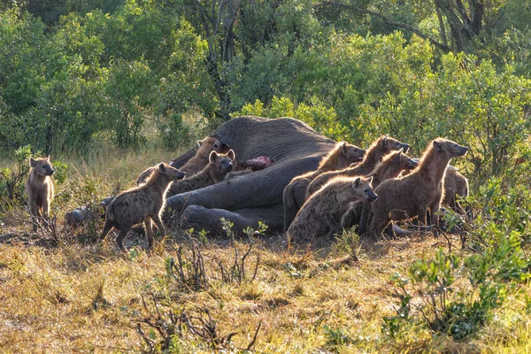 케냐의 이마라 구역에 나이많은 코끼리의 사체를 점박이 하이에나 — 스톡 사진