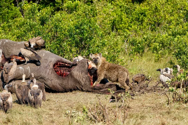 Hyène Tachetée Vautours Mangeant Carcasse Vieux Éléphant Mâle Dans Réserve — Photo