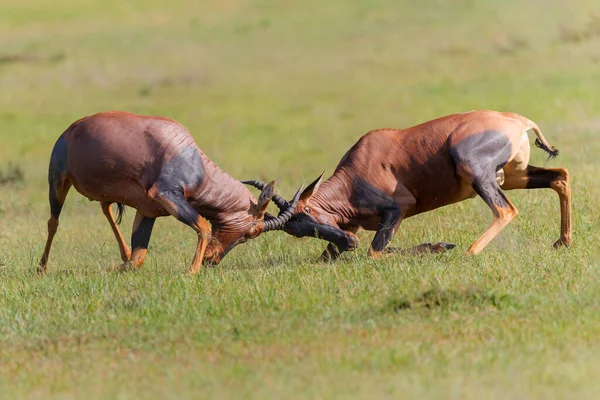 Topi Oder Sessebe Männchen Damaliscus Lunatus Kämpfen Während Der Paarungszeit — Stockfoto