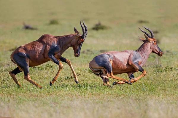 Topi Tsessebe Damaliscus Lunatus Machos Lutando Temporada Acasalamento Reserva Nacional — Fotografia de Stock