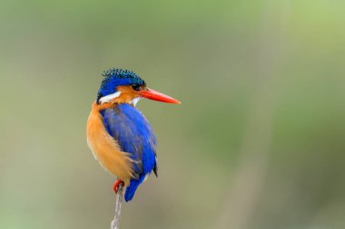 Malachite Kingfisher (Corythornis kristali), Güney Afrika 'daki Kruger Ulusal Parkı' ndaki Olifants Nehri yakınlarındaki bir sazdan balık avlar. Yeşil bulanık arkaplan.                               