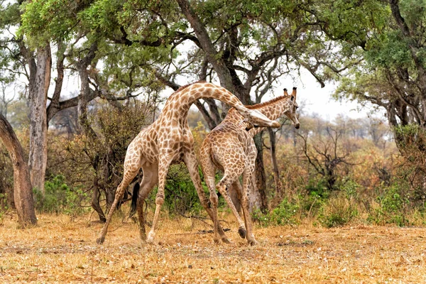Giraffe Males Fighting Kruger National Park South Africa — Stock Photo, Image